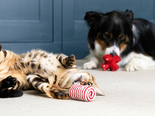 Perro y gato jugando con juguetes