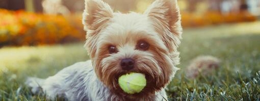 Perro de raza pequeña con pelota