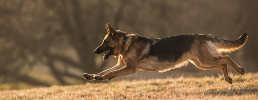 Perros guardiantes, protectores y de defensa