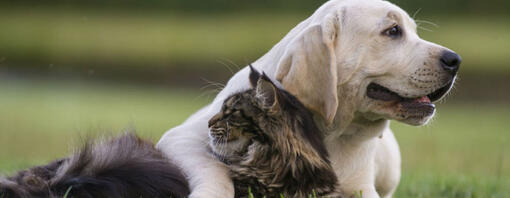 Relación perros y gatos