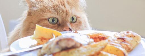 Descubre los alimentos prohibidos o tóxicos que no pueden comer los gatos