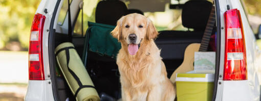 Viajar con perro en coche