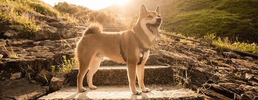 dog on a rock