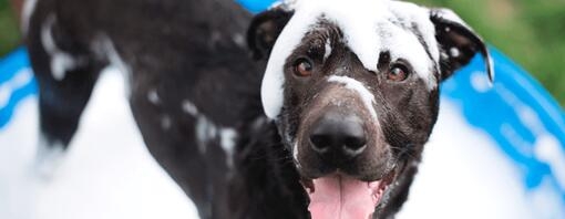 Cada cuánto se baña a un perro