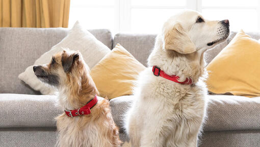 Perros sentados mirando en direcciones opuestas