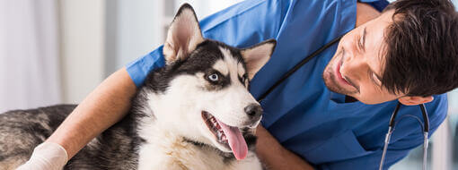 Antes de viajar con tu perro: La visita al veterinario