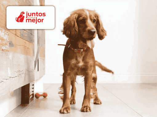 Preparándose para un nuevo cachorro