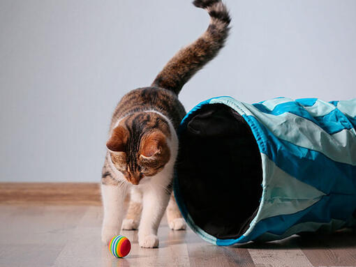 Gato jugando con una pelota 