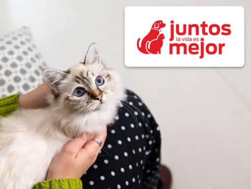 Logotipo de código de gatito y gato en el regazo de los propietarios