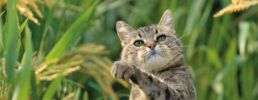 Todo sobre la dieta ecológica y orgánica para gatos