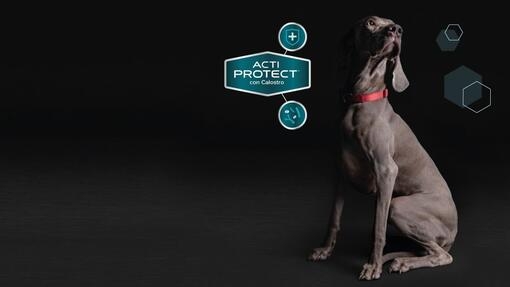 Comida para perros Purina® Pro Plan® Expert​