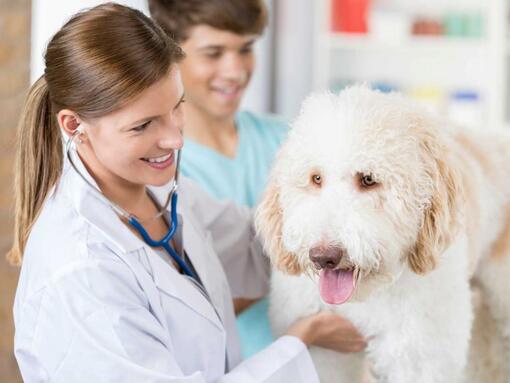 perro blanco en la mesa del veterinario