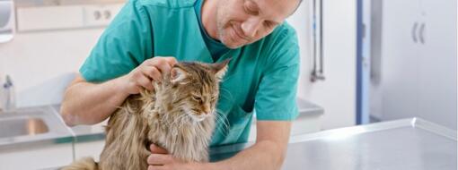 male veterinarian petting maine coon cat