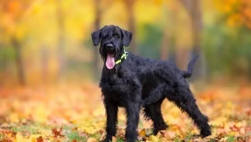 Buscas un nombre original para tu perro negro? +70 ideas en español y otros  idiomas