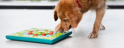 Senior golden retriever jugando con rompecabezas cerebral