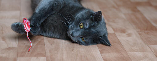 Gato negro descansando en el suelo