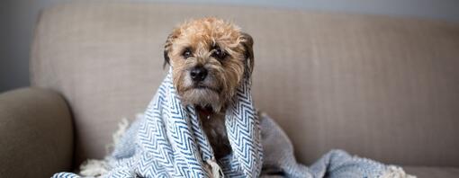 Perro pequeño envuelto en una manta azul y blanca.