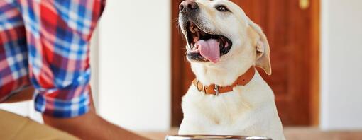 Perro feliz con la lengua fuera