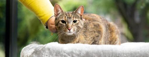 gato siendo acariciado por su dueño