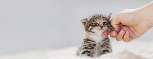 Pequeño gatito siendo acariciado.