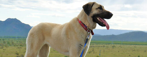 Perro de pie en el campo con montañas en segundo plano.