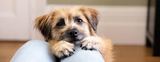 Perro marrón esponjoso con nariz negra y ojos negros en el regazo de los dueños.