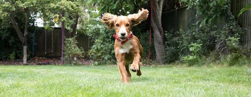 Cachorro corriendo en el jardín