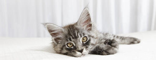 Pequeño gatito acostado en una cama blanca