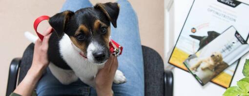 Qué esperar de la primera visita del cachorro al veterinario