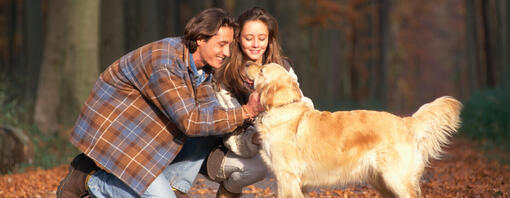 Golden retriever en un bosque otoñal siendo acariciado por los propietarios.