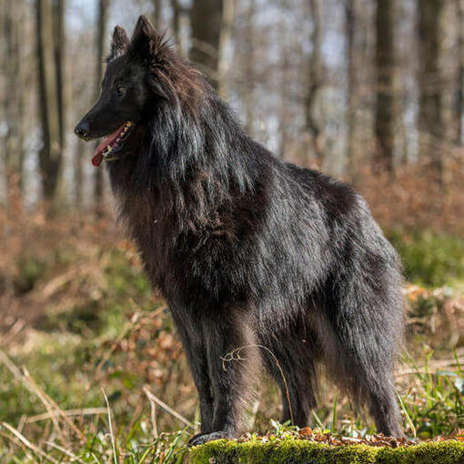 Pastor de clearance groenendael