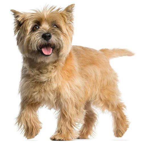Perro de raza Cairn Terrier