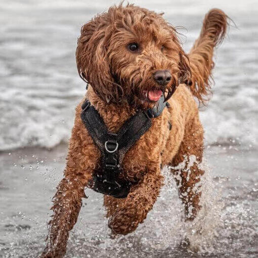 Cockerpoo corriendo al lado del mar