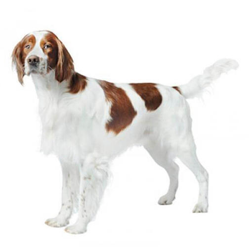 Perro de raza Setter irlandés rojo y blanco