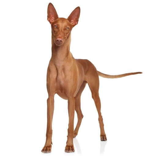 Perro de raza Pharaoh hound