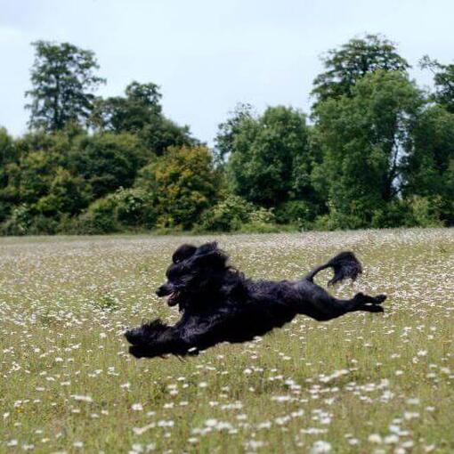 Perro de agua portugués corriendo en el campo