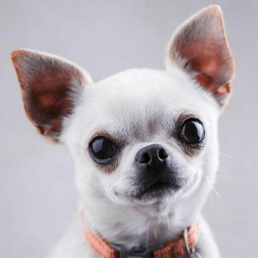 Chihuahua de pelo suave