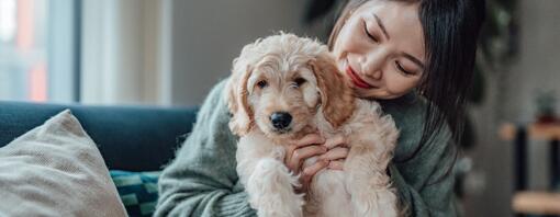 cachorro blanco en los brazos de su dueño