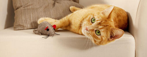 gato de jengibre jugando junto al juguete del ratón