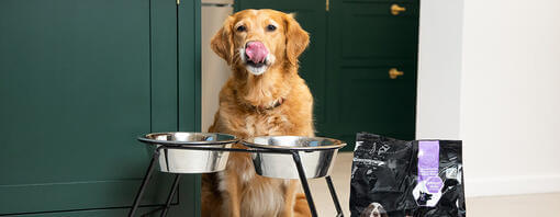 senior golden retriever listo para la comida