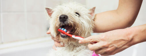 Perro blanco pequeño con los dientes cepillados