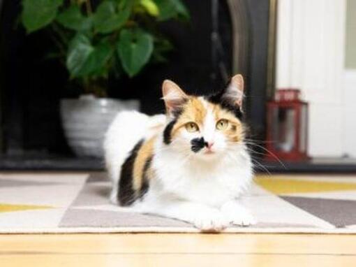 Gato relajándose en la alfombra