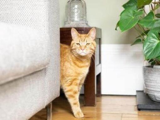 Gato de jengibre detrás del sofá