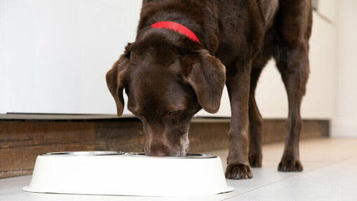 perro mayor comiendo de un tazón