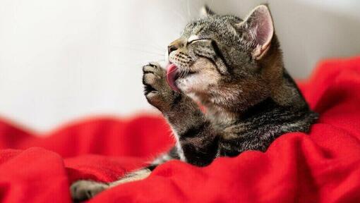 gato que se arregla con lengua