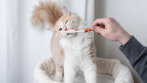 Cepillar los dientes de un gato