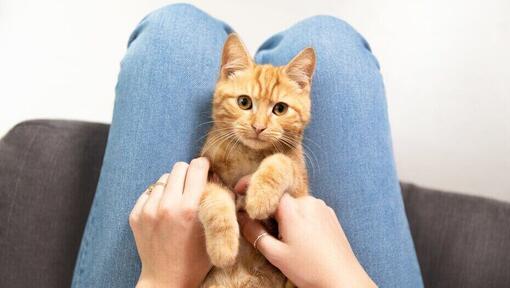 gato de jengibre sentado entre las piernas del propietario