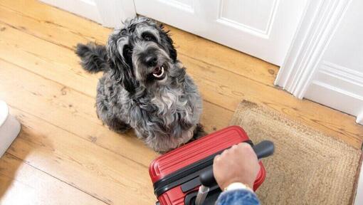 Perro gris sentado al lado de una maleta roja