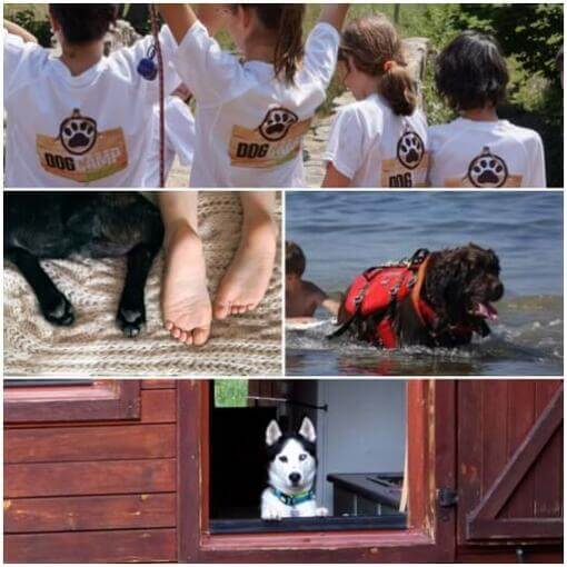 Imagen de campamento de verano de niños con perros Dog Camp