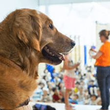 Perro de educación asistida en una escuela